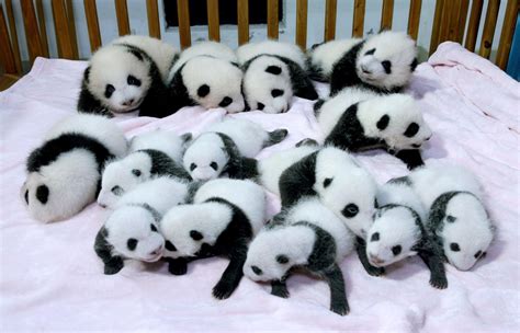 Panda Pandas Baer Bears Baby Cute Photo Download Hd Wallpaper