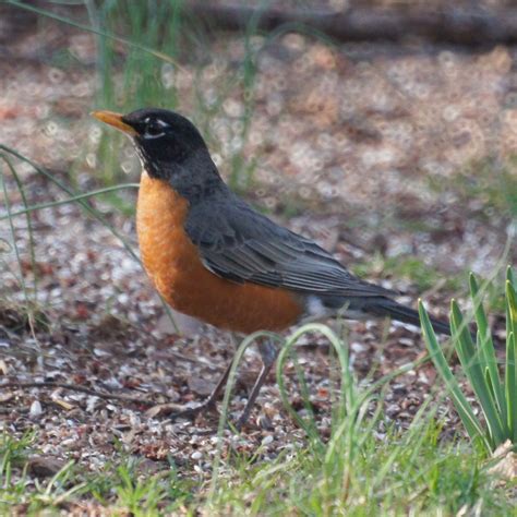 Early Spring Birds In New Jersey Robin And Red Winged Blackbird New