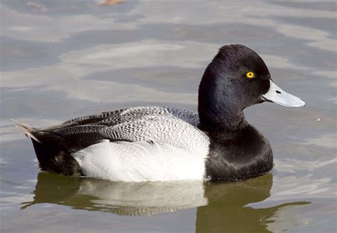 Pictures And Information On Lesser Scaup