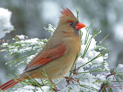 Female Cardinal In Snow Art And Collectibles Watercolor Jan