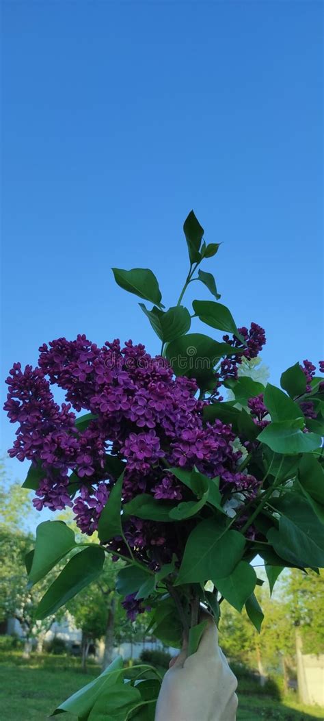 Lilac Sky Blue Nature Stock Image Image Of Blue Lilac 220334089