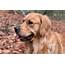 Best Tips For Training Your Golden Retriever  Alpha Trained Dog