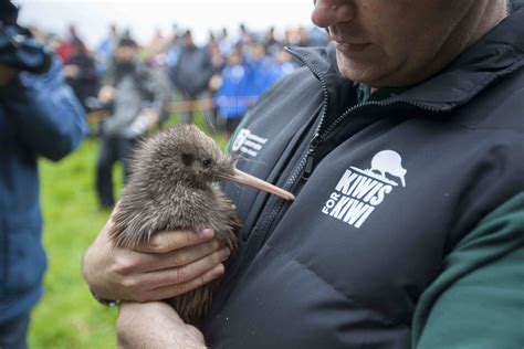 Sponsor A Trap To Help Protect Kiwi Chicks Moehau Environment Group