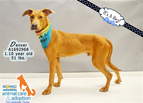 The animal adoption steps mentioned above are not set in stone. Hi, my name is Denver & I'm available for adoption at ...