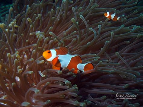 Check out their videos, sign up to chat, and join their community. Clown fish & Anemonefish - Facts & Fish Pictures | Dive ...