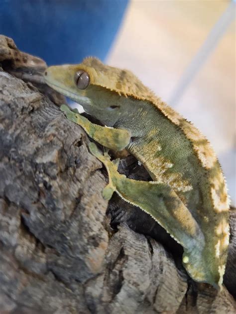 7 Rarest Crested Gecko Morphs In The World Pet Engineers