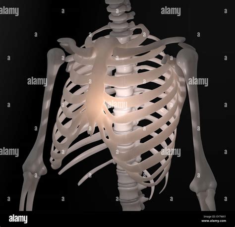 Human Bone Anatomy Chest Illustration Of Human Body A Vrogue Co