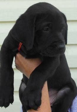 3 months later and we don't have an issue with any of those things. Mastador puppies for Sale in Columbus, Ohio Classified ...