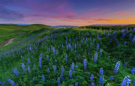 Lupine Wallpapers Pictures Images