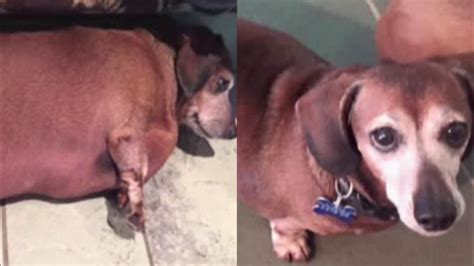 Texas Obese Dog Loses Half Of His Weight 6abc Philadelphia