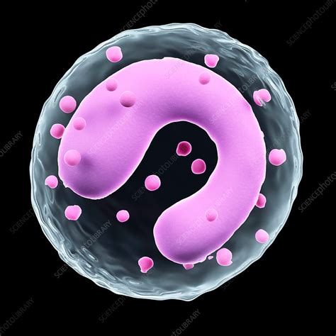 Monocyte Stock Image F0158260 Science Photo Library