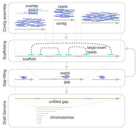 General Workflow Of The De Novo Assembly Of A Whole Genome By