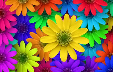 Colorful Flower Images Colorful Flower Background Wallpaper Flower