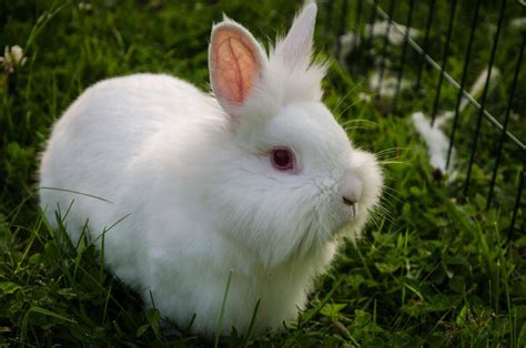 Lionhead Rabbit A Complete Guide And Their Health Concerns