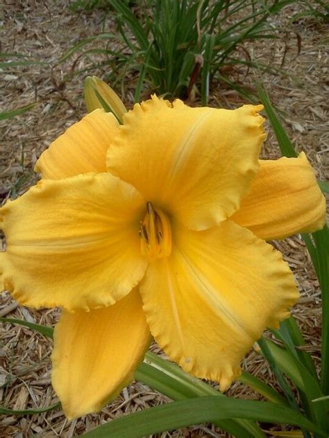 Cream pink with red eyezone and green throat. Treasure Of Ester/Aunt Zena | Day lilies, Plants, Daylilies