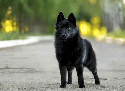 Schipperke Dog Dog Breed Information And Facts Pictures Pets Feed