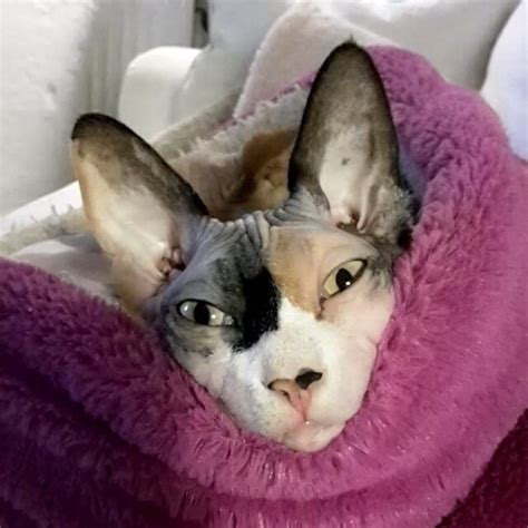 Pin By Cozie Pets On You Make My Day Complete Sphynx Cats Sphynx