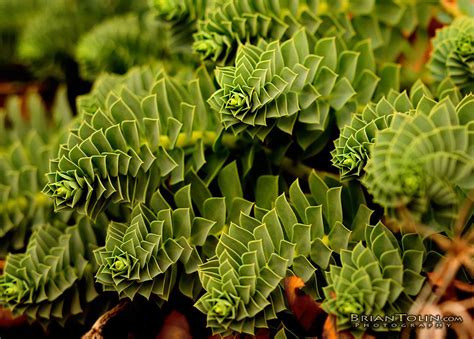 Fractal Plant Interesting Plants For More Nature Photo Flickr
