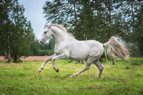 Lipizzaner • Paarden Pro