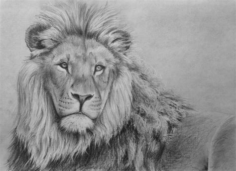 How To Draw A Lion In Pencil Lion Drawing Lion Art Original Animal Art