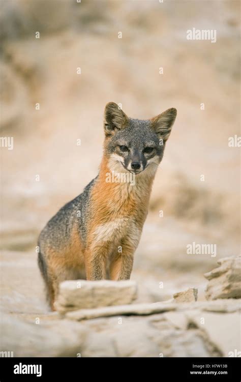 Channel Islands Gray Fox Urocyon Littoralis Santa Cruz Island