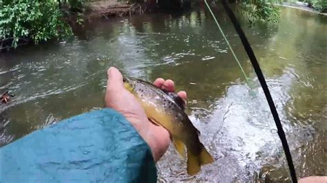 Fall Brown Trout Fishing Is Back An Afternoon On Wyomissing Creek