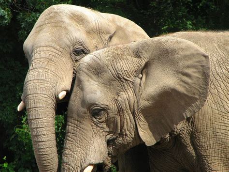 Indian Elephants | Critically/endangered/Vulnerable species | Pintere…