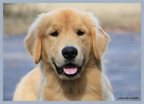 Find your new family member today, and discover the puppyspot difference. Golden Retriever Puppies Jacksonville Fl | PETSIDI