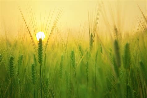 Free Images Landscape Nature Growth Sun Sunrise Farm Meadow Wheat Prairie Countryside