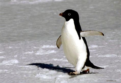 Carnivore birds eat only meat. Adélie Penguin - "OCEAN TREASURES" Memorial Library