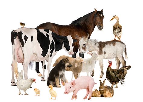 Royalty Free Farm Animals Pictures Images And Stock Photos Istock