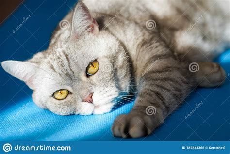 But because of covid, it kinda turned into a. British Cat Lazily Trying To Do Yoga On A Blue Sports Mat ...