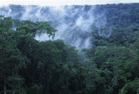 Republic Of Congo Is Among Top 10 Countries Worldwide With Largest Fsc