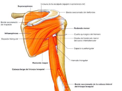 Anatoma Msculos Hombro Origen Insercin Inervacin Y Funcin