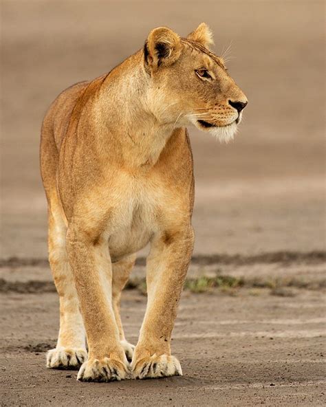 Gorgeous Lioness Animals Beautiful Small Wild Cats Cute Animal