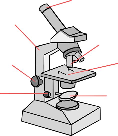 Microscopes Diagram Quizlet