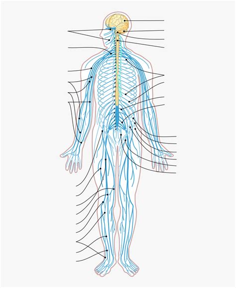Some of the worksheets for this concept are 5 17 endocrine handout, spinal ord, human nervous system cloze work, nervous system work 1, brain matters brain anatomy, fetal pig coloring with labeled anatomy, unit one the. Peripheral Nervous System Unlabeled, HD Png Download - kindpng