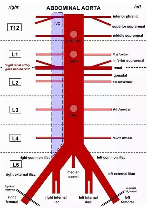 Aorta Y Sus Seguidoras Abdominal Aorta Diagnostic Medical Sonography