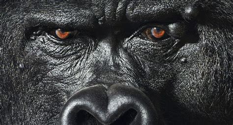 More Than Human Charismatic Animal Portraits By Tim Flach Demilked