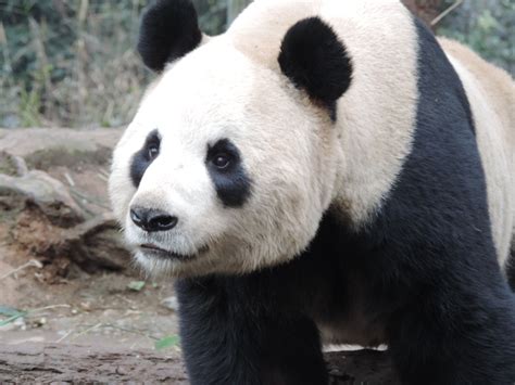 Panda Pandas Baer Bears Wallpapers Hd Desktop And Mobile Backgrounds