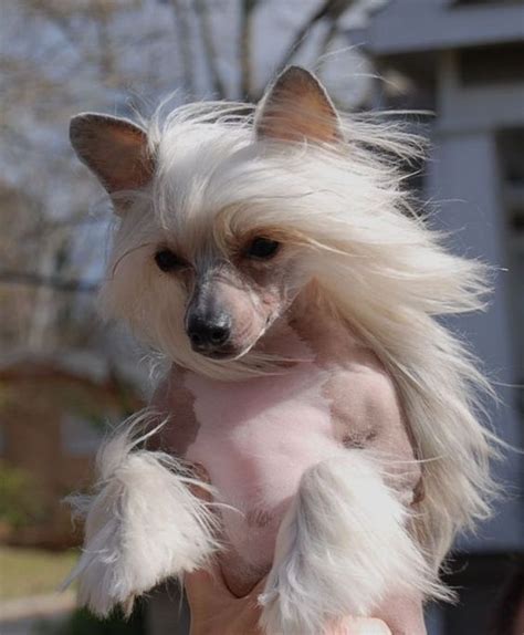 Oliveras Cresteds Chinese Crested Dogs Chinese Crested Dog Cute