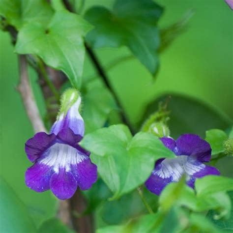 Here are some of the best flowering vines for shade that you can easily grow! Top 10 Annual Vines and Climbers | Garden | Pinterest