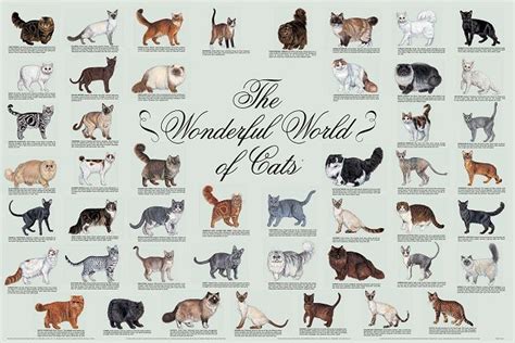 Cat Species Identification The Fourth Edition Of The Wonderful World