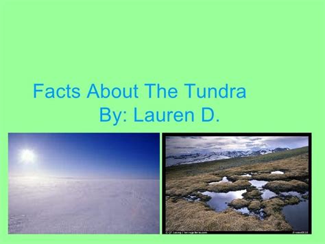 Facts About The Tundra Duell