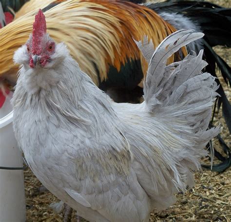 Chicken Self Blue D Uccle Rooster TheBigWRanch Com Flickr