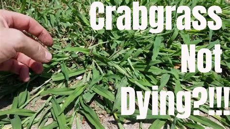 What Does Crabgrass Look Like In A Lawn
