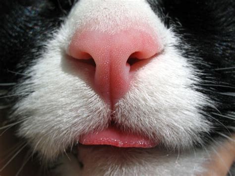 Who Nose 21 Close Up Photos From Across The Animal Kingdom The