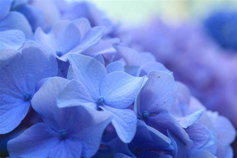 Blue Hydrangea Flowers Flower Free Photo On Pixabay Pixabay