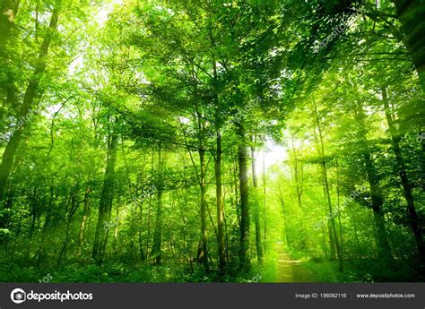 Beautiful Green Forest Forest Sunshine Stock Photo By ©ewastudio 196082116