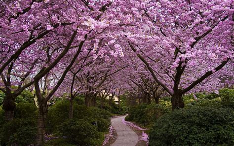 Purple Blossoms Desktop Wallpaper